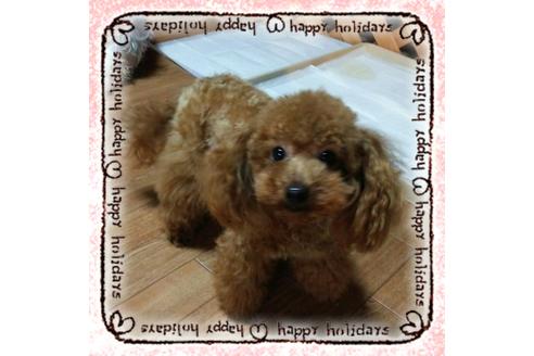 販売中のタイニープードルの親犬