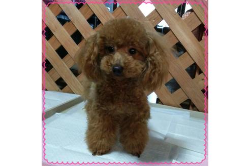 販売中のタイニープードルの親犬