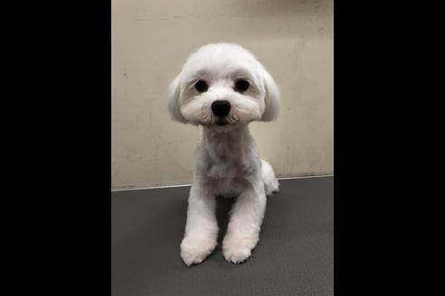 販売中のマルチーズの親犬