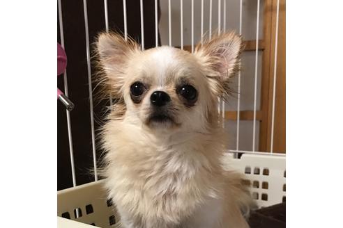 販売中のチワワ(ロングコート)の親犬
