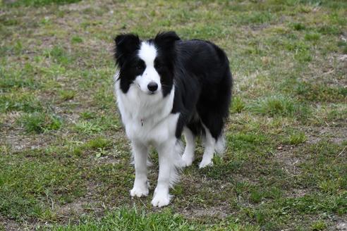 販売中のボーダーコリーの親犬