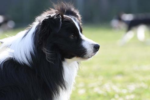 販売中のボーダーコリーの親犬