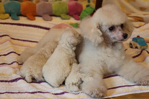 販売中のトイプードルの親犬