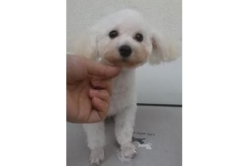 販売中のチワプー:チワワ×トイプードルの親犬