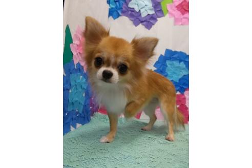 販売中のチワプー:チワワ×トイプードルの親犬