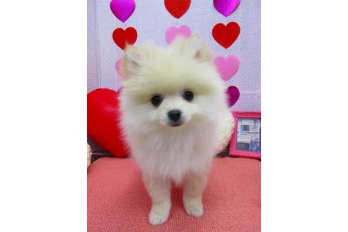 販売中のポメラニアンの親犬