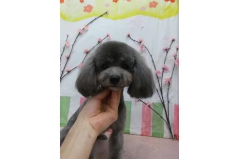 販売中のマルプー:マルチーズ×トイプードルの親犬