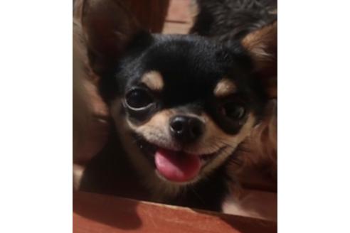 販売中のチワワ(スムースコート)の親犬