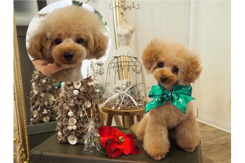 販売中のティーカッププードルの親犬