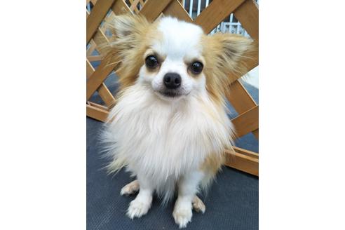 販売中のチワワ(ロングコート)の親犬