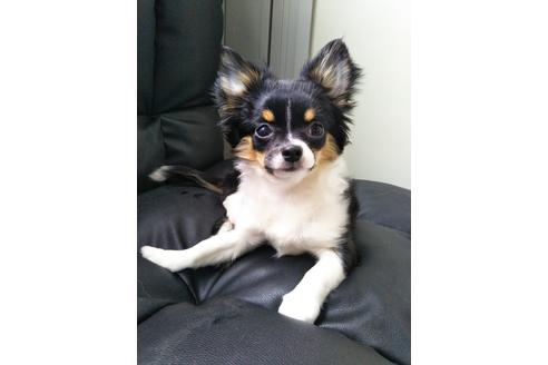 販売中のチワワ(ロングコート)の親犬