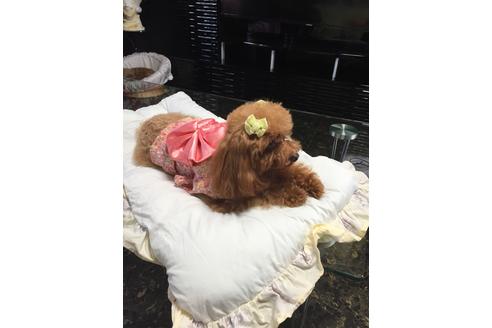 販売中のティーカッププードルの親犬