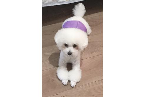 販売中のトイプードルの親犬