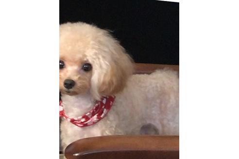販売中のトイプードルの親犬