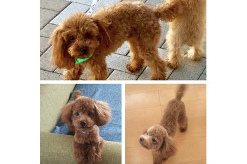 販売中のミックス犬の親犬