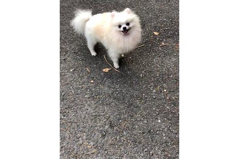 販売中のポメラニアンの親犬