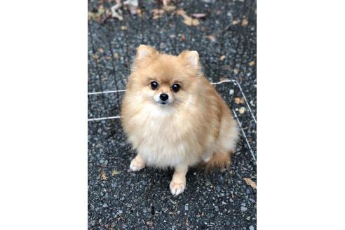 販売中のポメラニアンの親犬