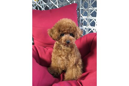 販売中のティーカッププードルの親犬