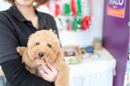 販売中のトイプードルの親犬