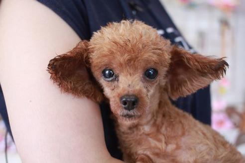 販売中のトイプードルの親犬