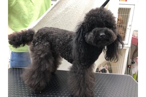 販売中のトイプードルの親犬