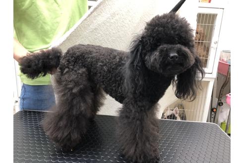 販売中のタイニープードルの親犬