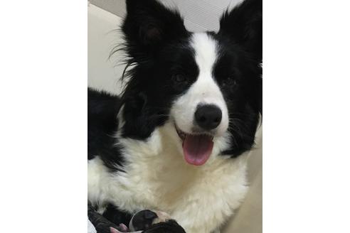 販売中のボーダーコリーの親犬