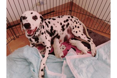 販売中のダルメシアンの親犬