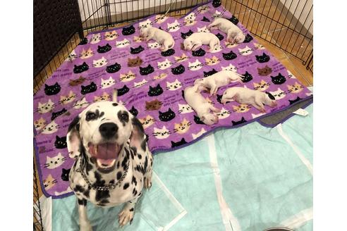 販売中のダルメシアンの親犬