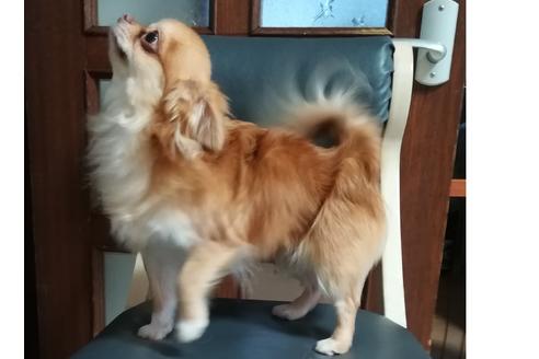 販売中のミックス犬の親犬