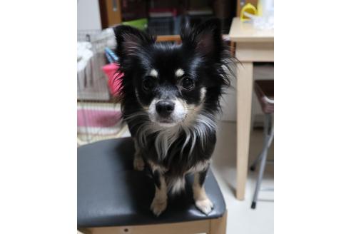 販売中のミックス犬の親犬