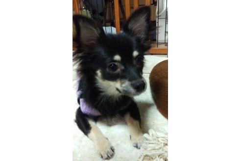 販売中のミックス犬の親犬