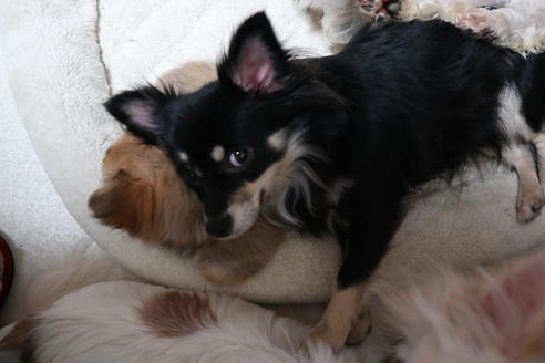 販売中のミックス犬の親犬
