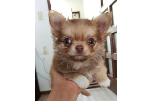 販売中のミックス犬の親犬