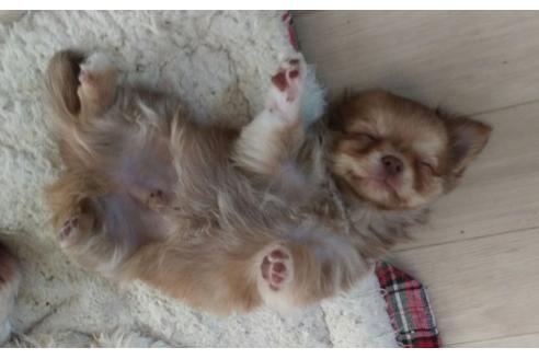 販売中のミックス犬の親犬