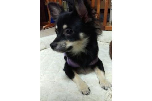 販売中のミックス犬の親犬