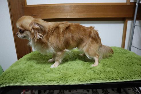 販売中のミックス犬の親犬
