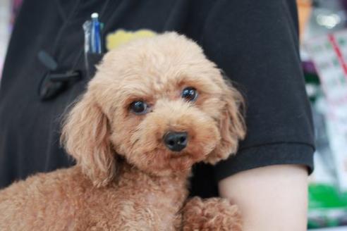 販売中のトイプードルの親犬