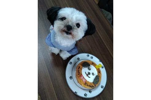販売中のミックス犬の親犬