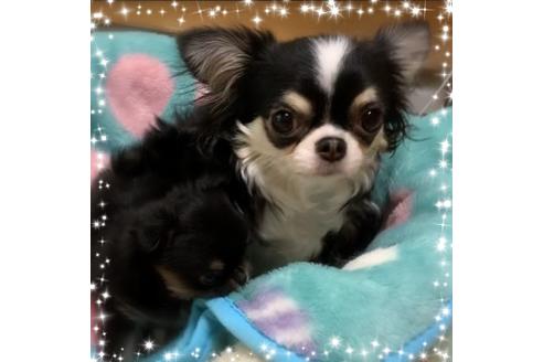 販売中のチワワ(スムースコート)の親犬