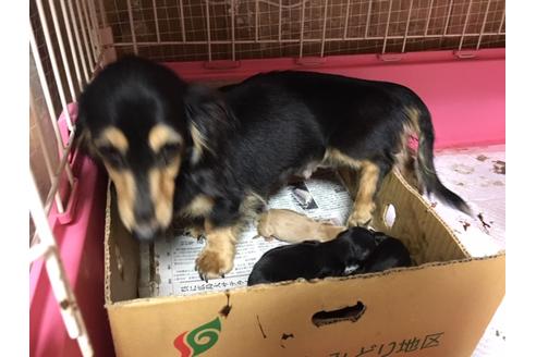 販売中のカニンヘンダックスフンド(ロングヘアード)の親犬