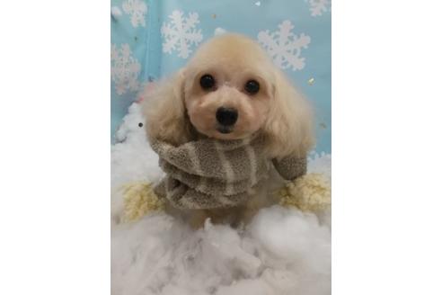 販売中のティーカッププードルの親犬
