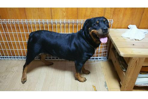 販売中のロットワイラーの親犬