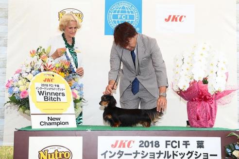 販売中のミニチュアダックスフンド(ロングヘアード)の親犬