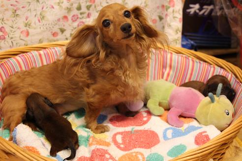 販売中のカニンヘンダックスフンド(ロングヘアード)の親犬