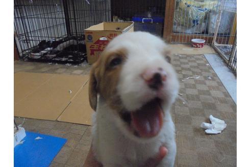愛知県のブリタニースパニエル 男の子 19 08 06生まれ ホワイト オレンジ 子犬id ブリーダーナビ