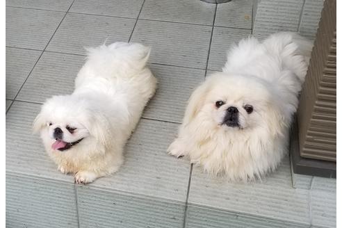 販売中のペキニーズの親犬