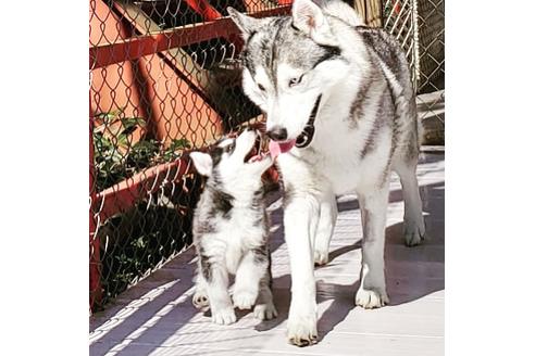 シベリアン ハスキー 子犬