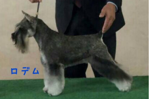 販売中のミニチュアシュナウザーの親犬