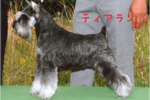 販売中のミニチュアシュナウザーの親犬